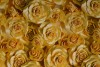 Viscose print digital 0443-01